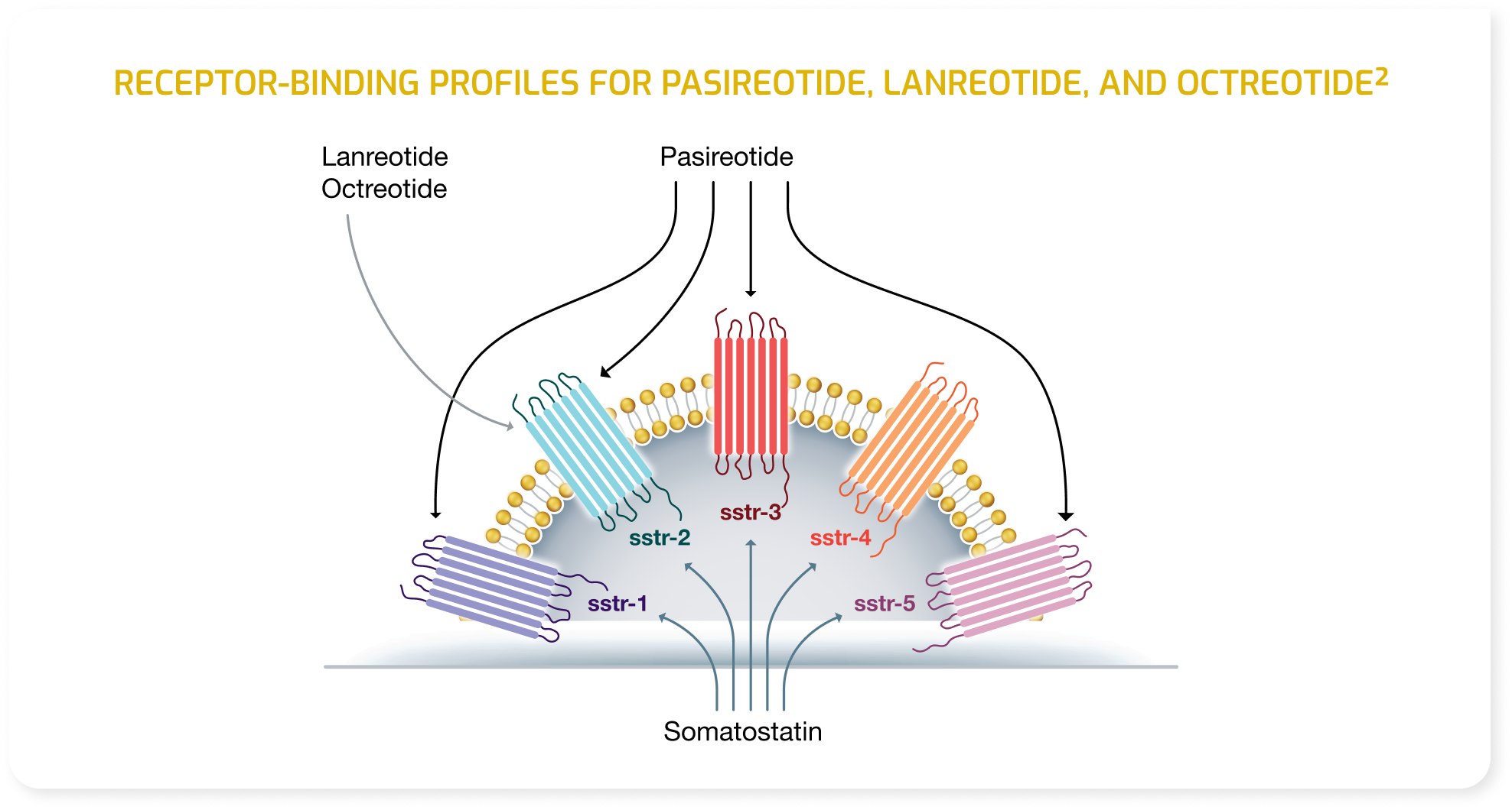 Receptor-binding profiles for pasireotide, lanreotide, and octreotide